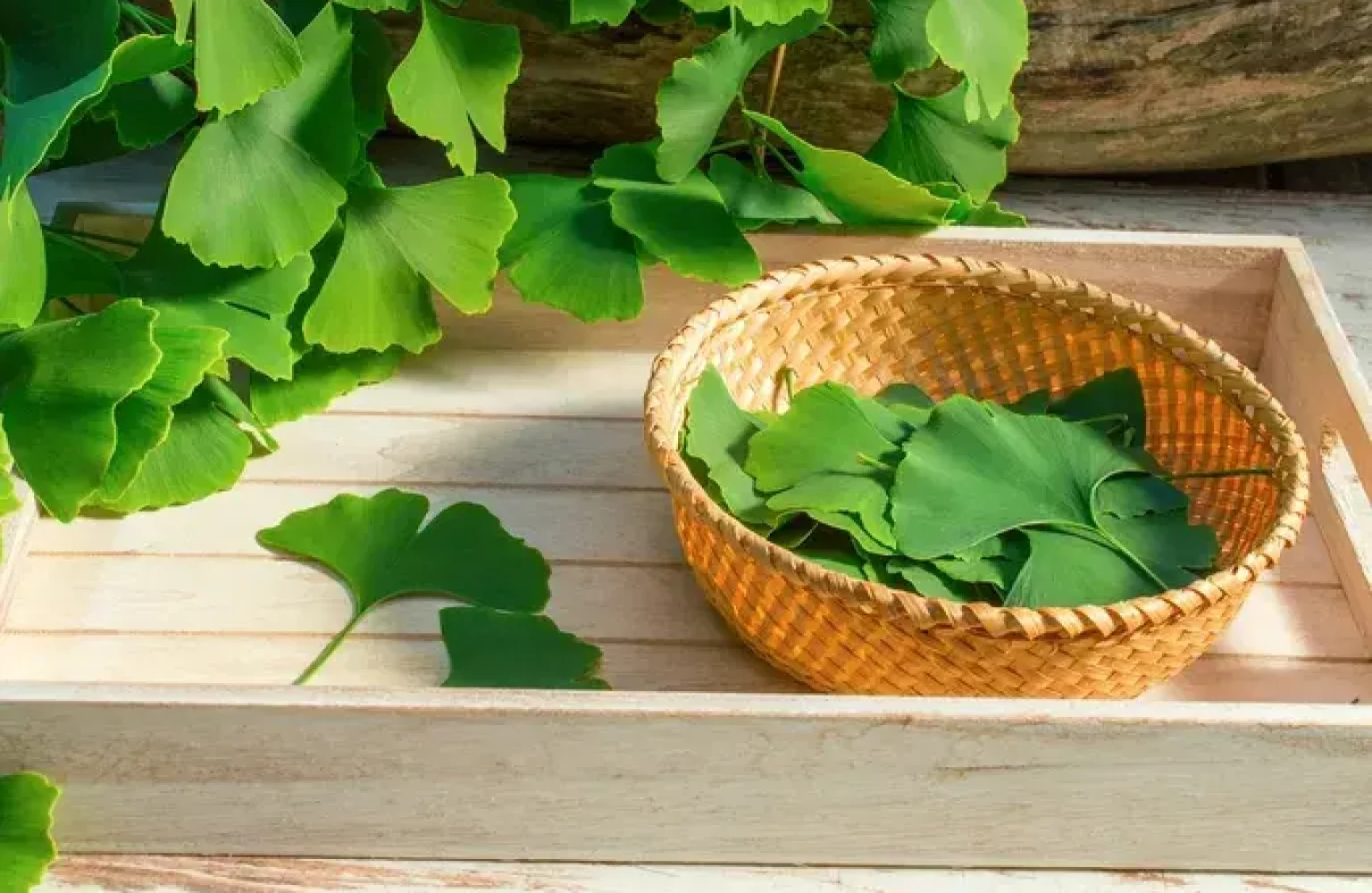 594192454-609323399-ginkgo-biloba_54904